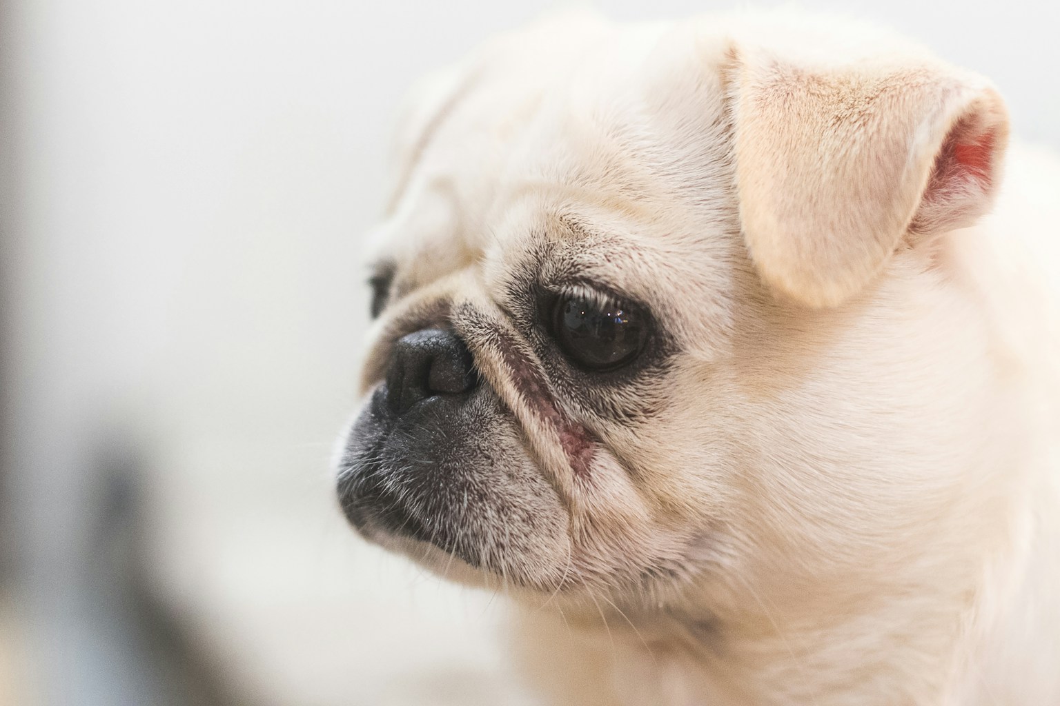 fawn pug puppy in close up photography (Photo by Benjamin Wong on Unsplash)