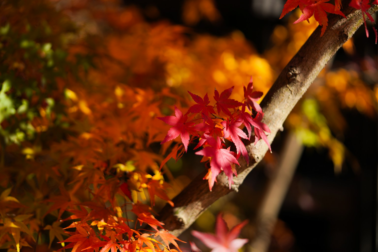 a tree with red and yellow leaves on it (Photo by Aika Kohama on Unsplash)