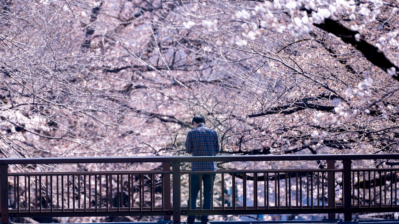 a man standing on a bridge looking at the trees (Photo by James Pere on Unsplash)