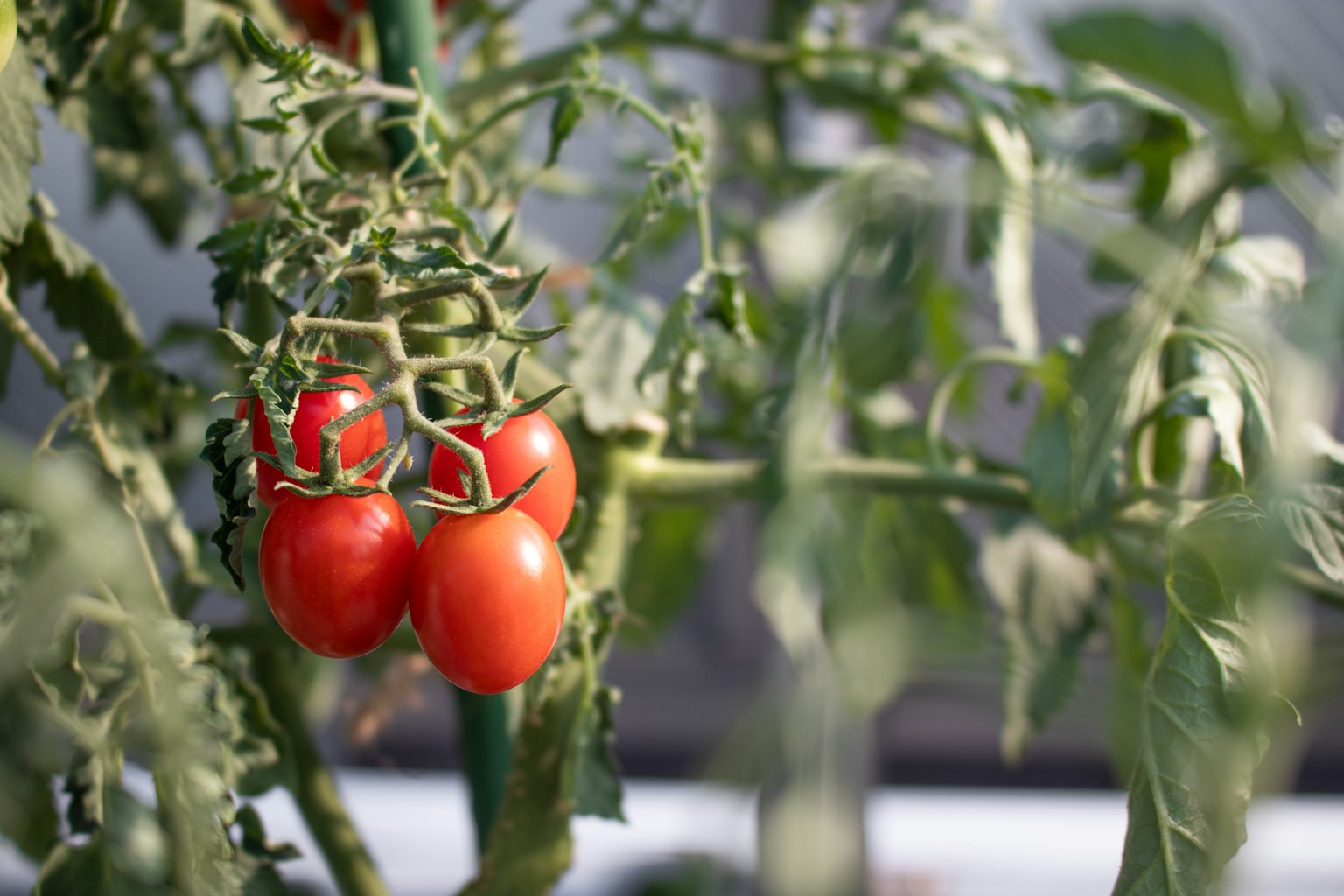 tomatoes growing on a plant in a greenhouse (Photo by Shuken Nakamura on Unsplash)
