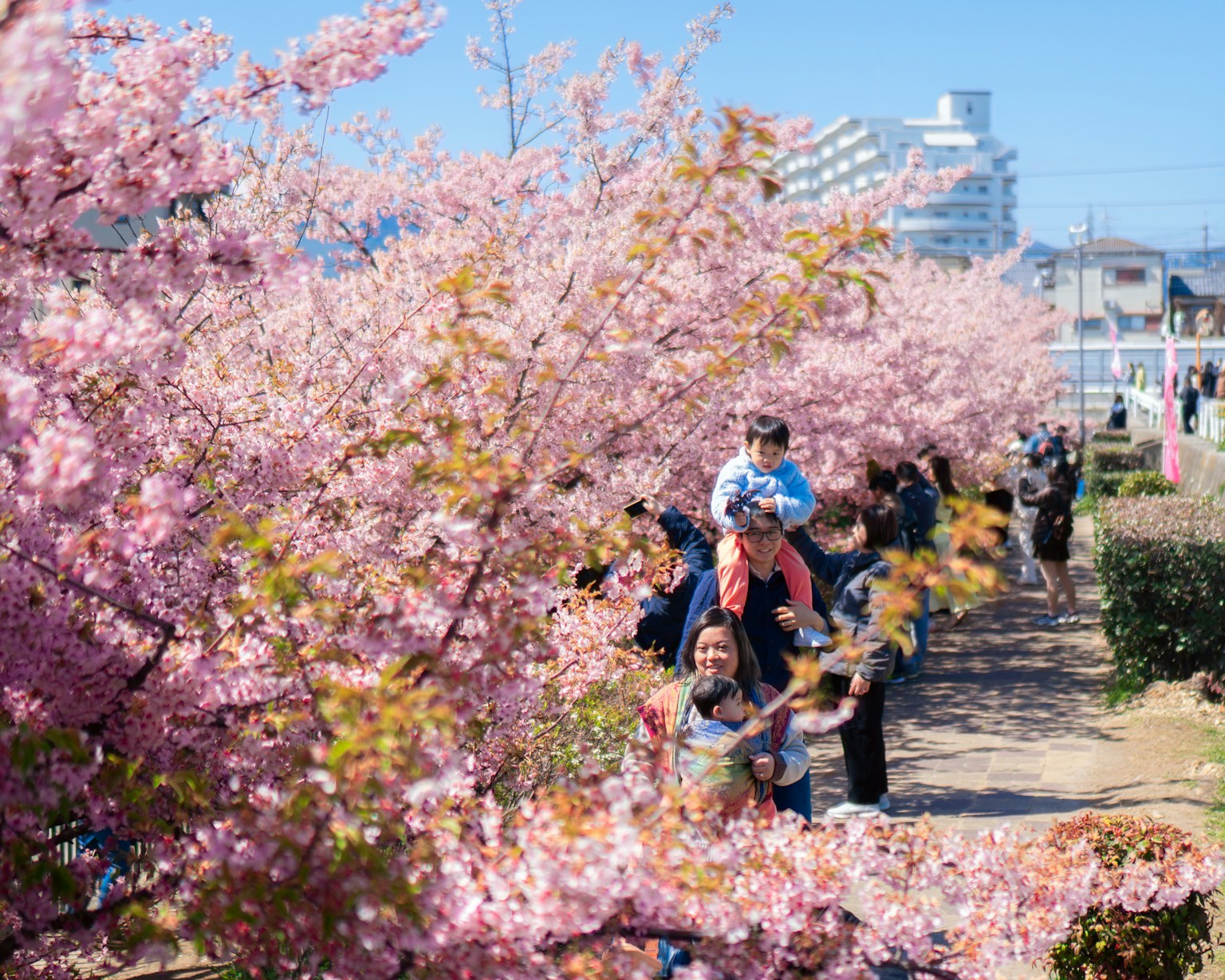 People walk under blooming cherry blossom trees (Photo by Raymond Yeung on Unsplash)