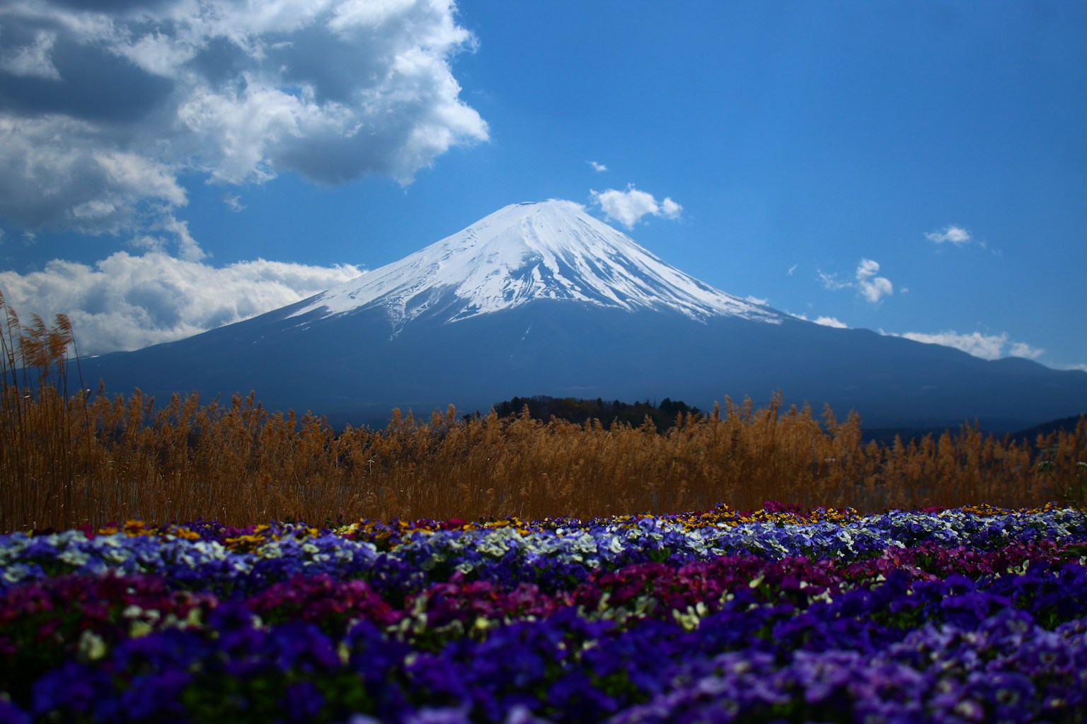 Mount fuji with colorful flowers in the foreground (Photo by Seval Torun on Unsplash)