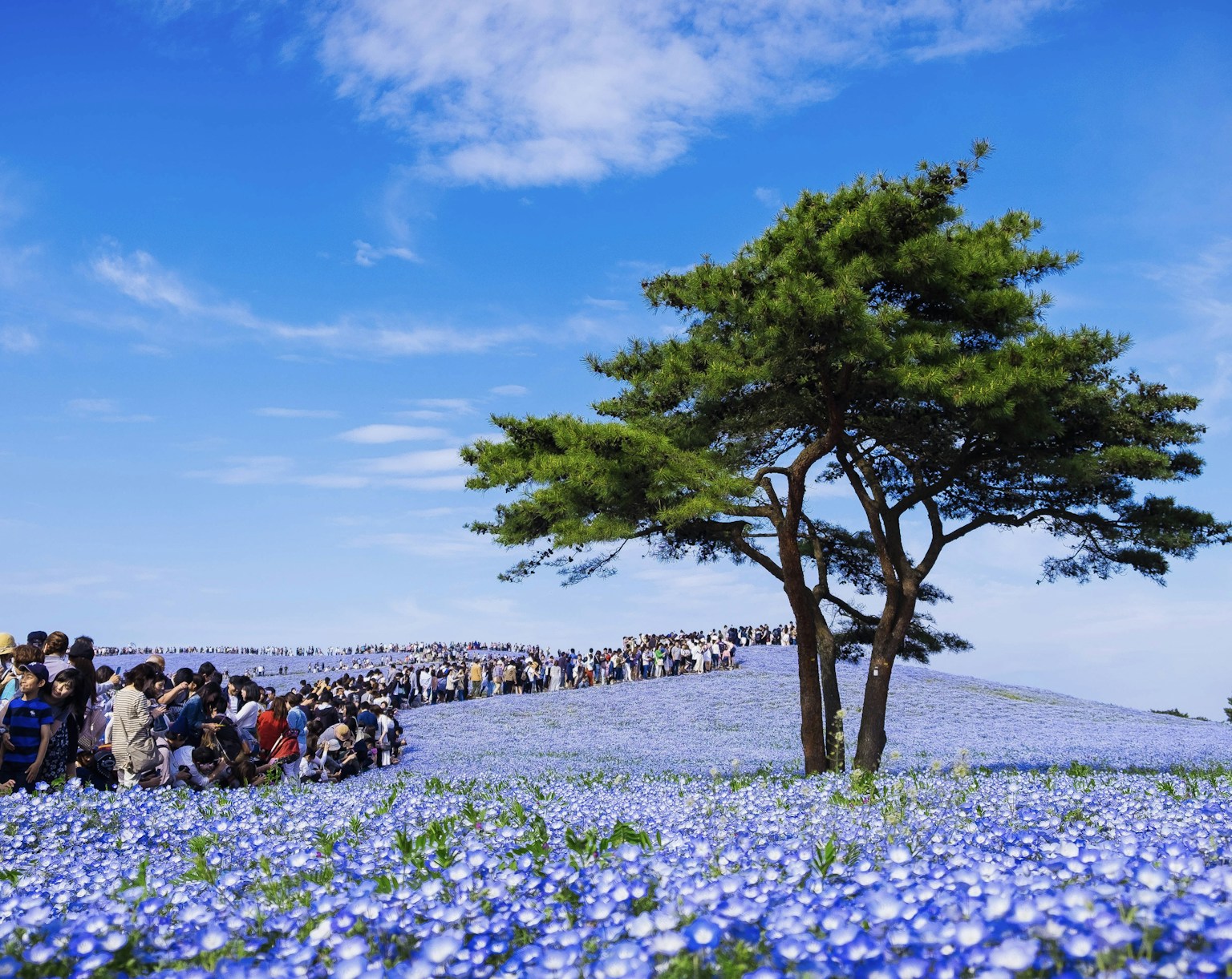 A tree stands over a field of blue flowers. (Photo by Michael Mason on Unsplash)