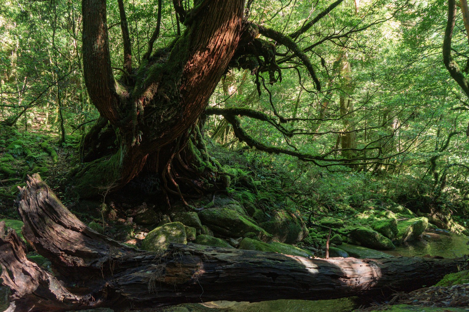 A fallen tree in the middle of a forest (Photo by Chinh Le Duc on Unsplash)