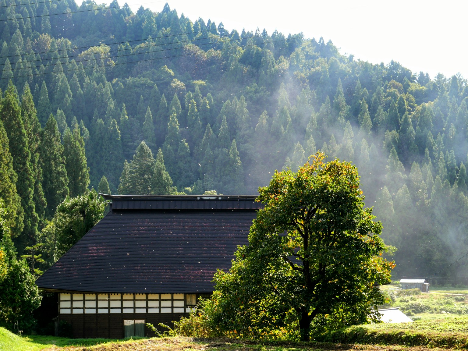 Traditional japanese house in a lush green forest. (Photo by Andy Arbeit on Unsplash)