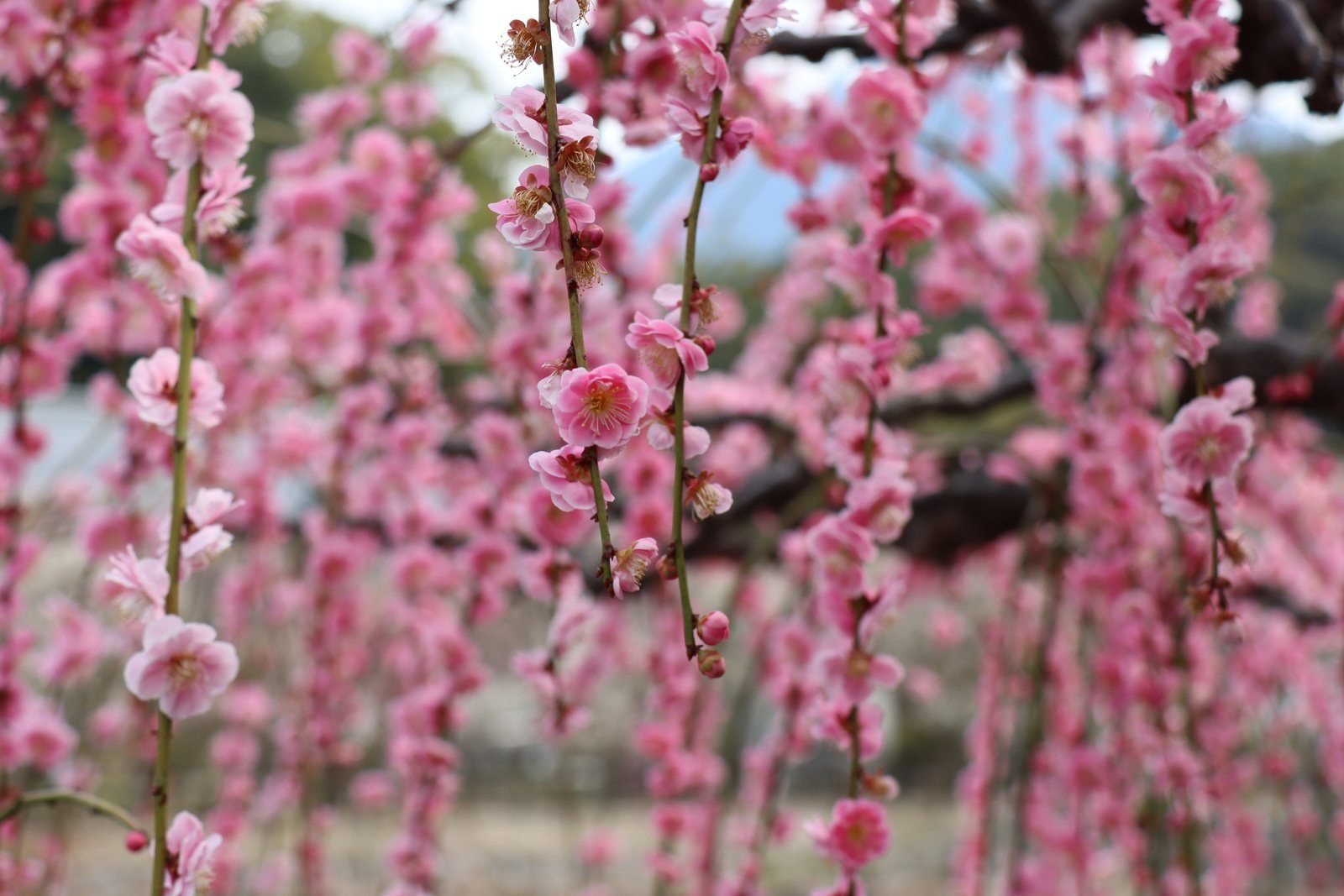 Plum blossoms (ume) in bloom at Dazaifu Tenmangu