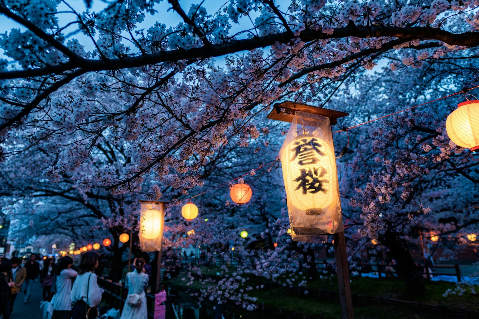 beige and black lamp on green tree during nighttime (Photo by Zhaoli JIN on Unsplash)