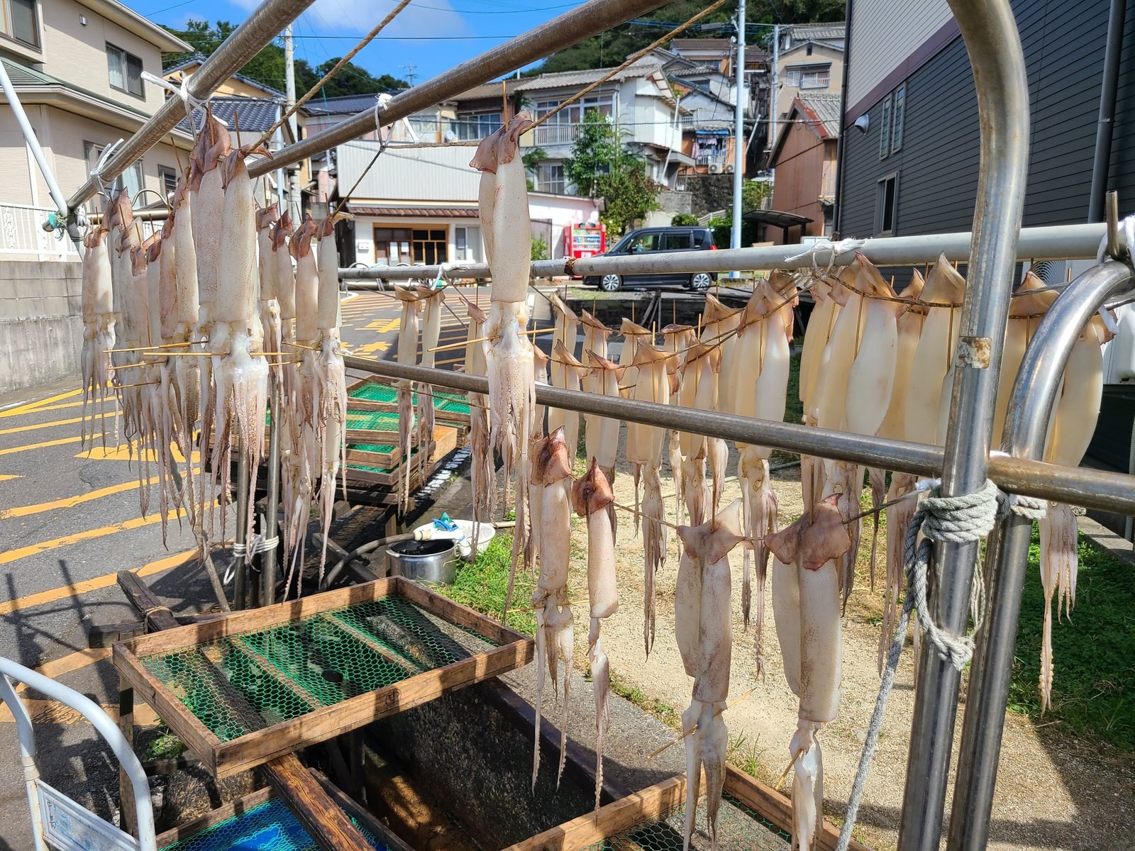 Squid drying in the sun near Karatsu, Saga