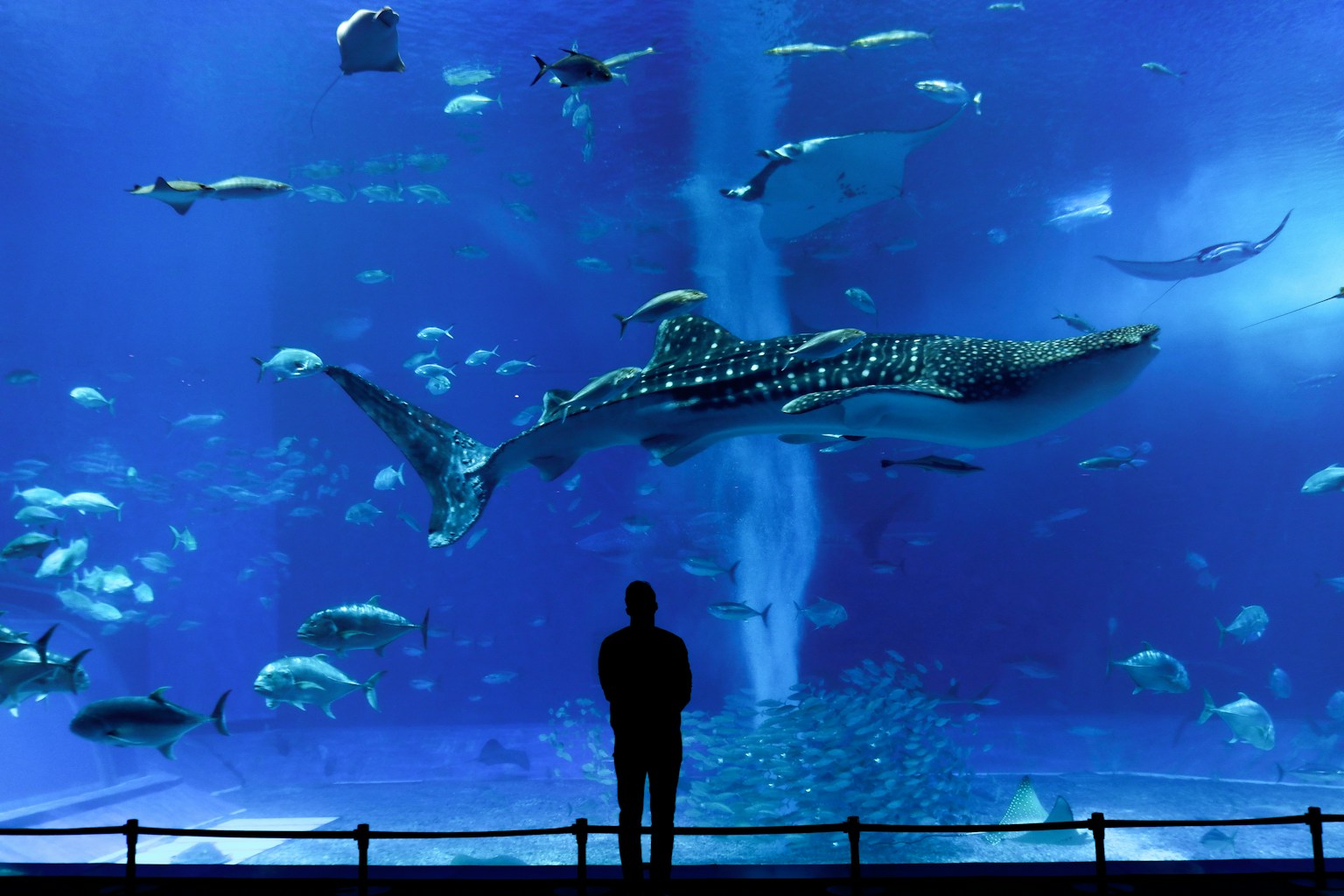 Family visiting an aquarium in Okinawa (Photo by Susann Schuster on Unsplash)