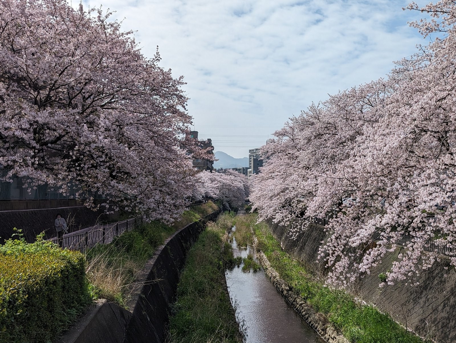 Cherry blossoms in Kitakyushu