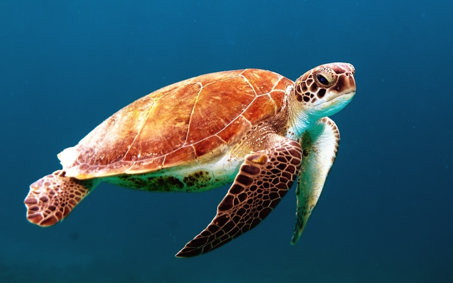 Sea Turtles in Okinawa with Kids: Where Families Can See Them (2026) (Photo by Wexor Tmg on Unsplash)