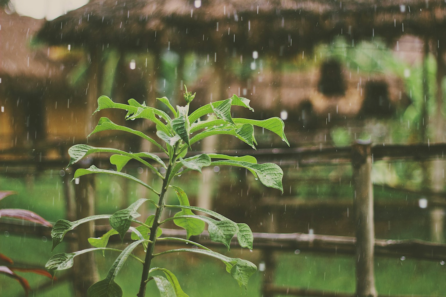 Okinawa Rainy Season (May–June) with Kids: A Practical Family Guide (2026) (Photo by Mike Kotsch on Unsplash)