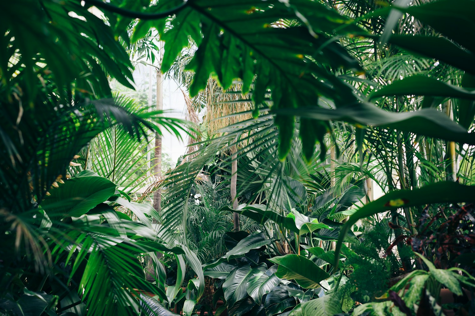 JUNGLIA Okinawa family theme park set in the Yanbaru jungle (Photo by Chris Abney on Unsplash)