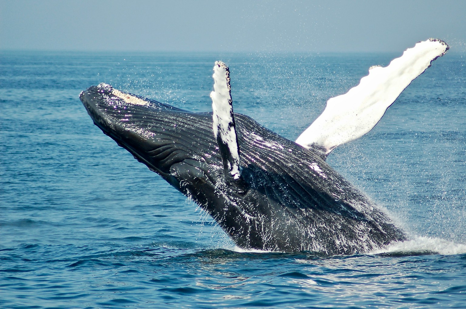 Whale Watching in Okinawa with Kids (Jan–Mar) (Photo by Todd Cravens on Unsplash)