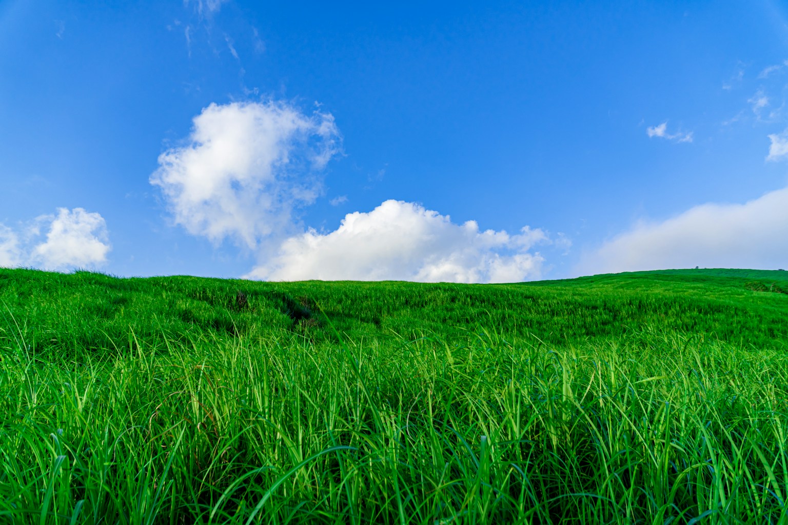 green grass field under blue sky and white clouds during daytime (Photo by Se. Tsuchiya on Unsplash)