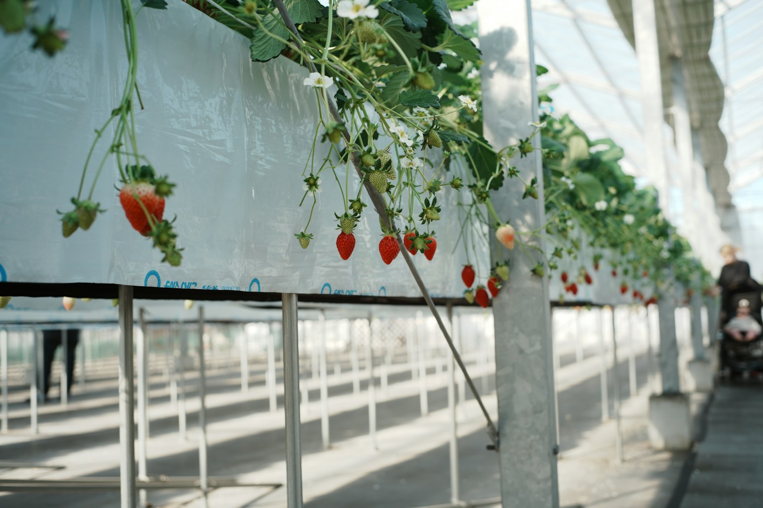 Strawberries growing in a modern greenhouse farm. (Photo by Ashita Mata on Unsplash)