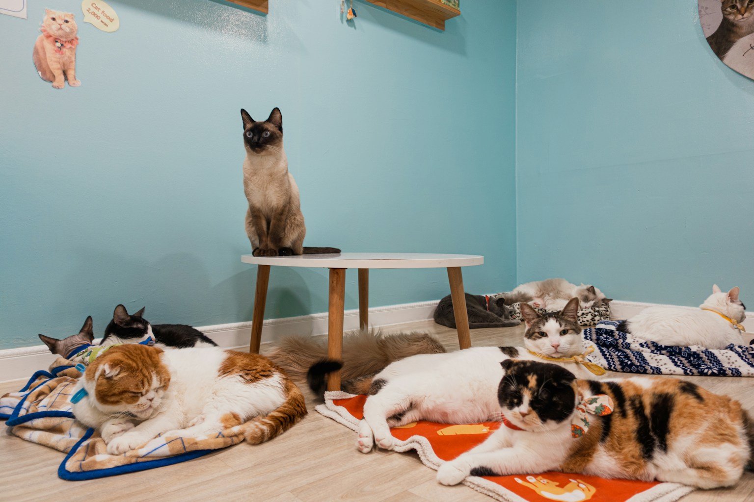 A group of cats laying on top of a wooden floor (Photo by Raymond Yeung on Unsplash)