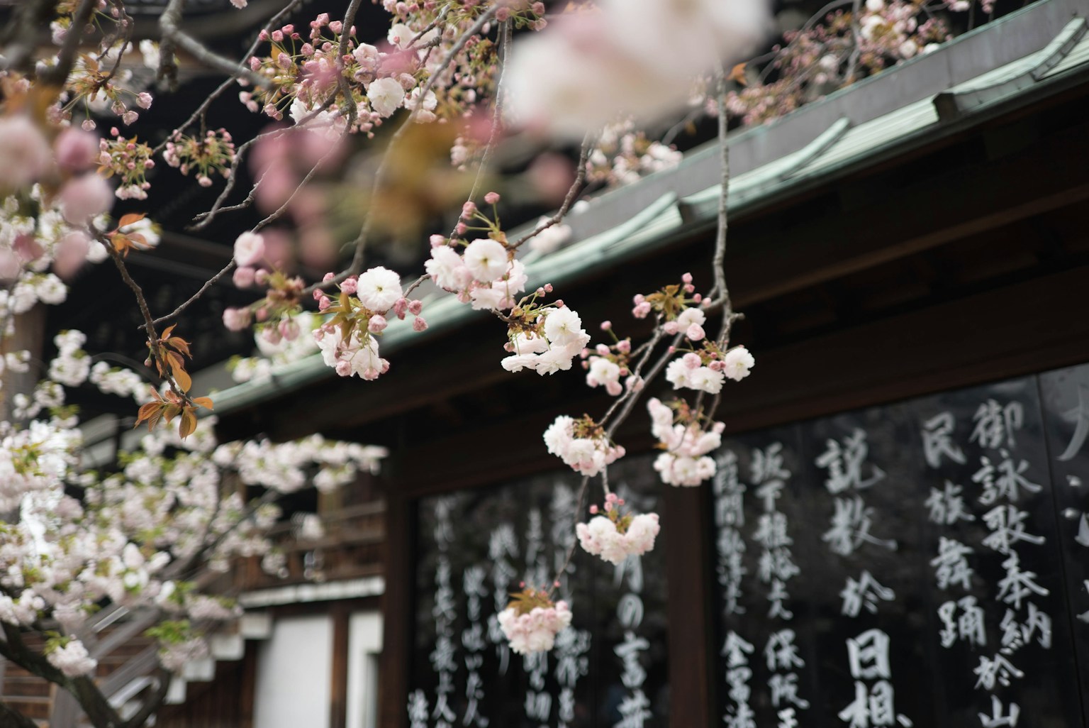 White cherry blossom hanging from a tree over an Asian-style roof (Photo by Galen Crout on Unsplash)